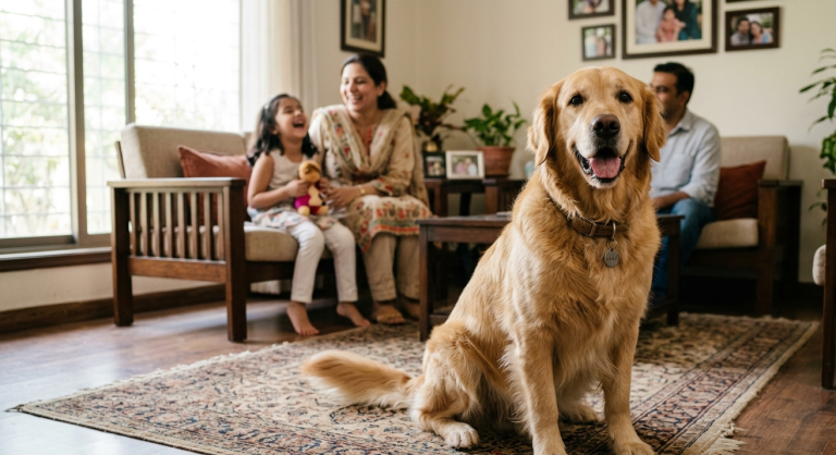  Best Family Dog How to Choose the Perfect Dog for Your Home